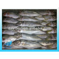 FROZEN HORSE MACKEREL FISH /CANNED MACKEREL